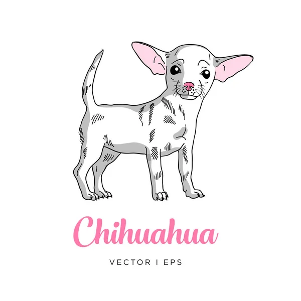 Επεξεργάσιμη Σκίτσο Διάνυσμα Του Ένα Λευκό Chihuahua Χαριτωμένο Κουτάβι Σκυλί — Διανυσματικό Αρχείο