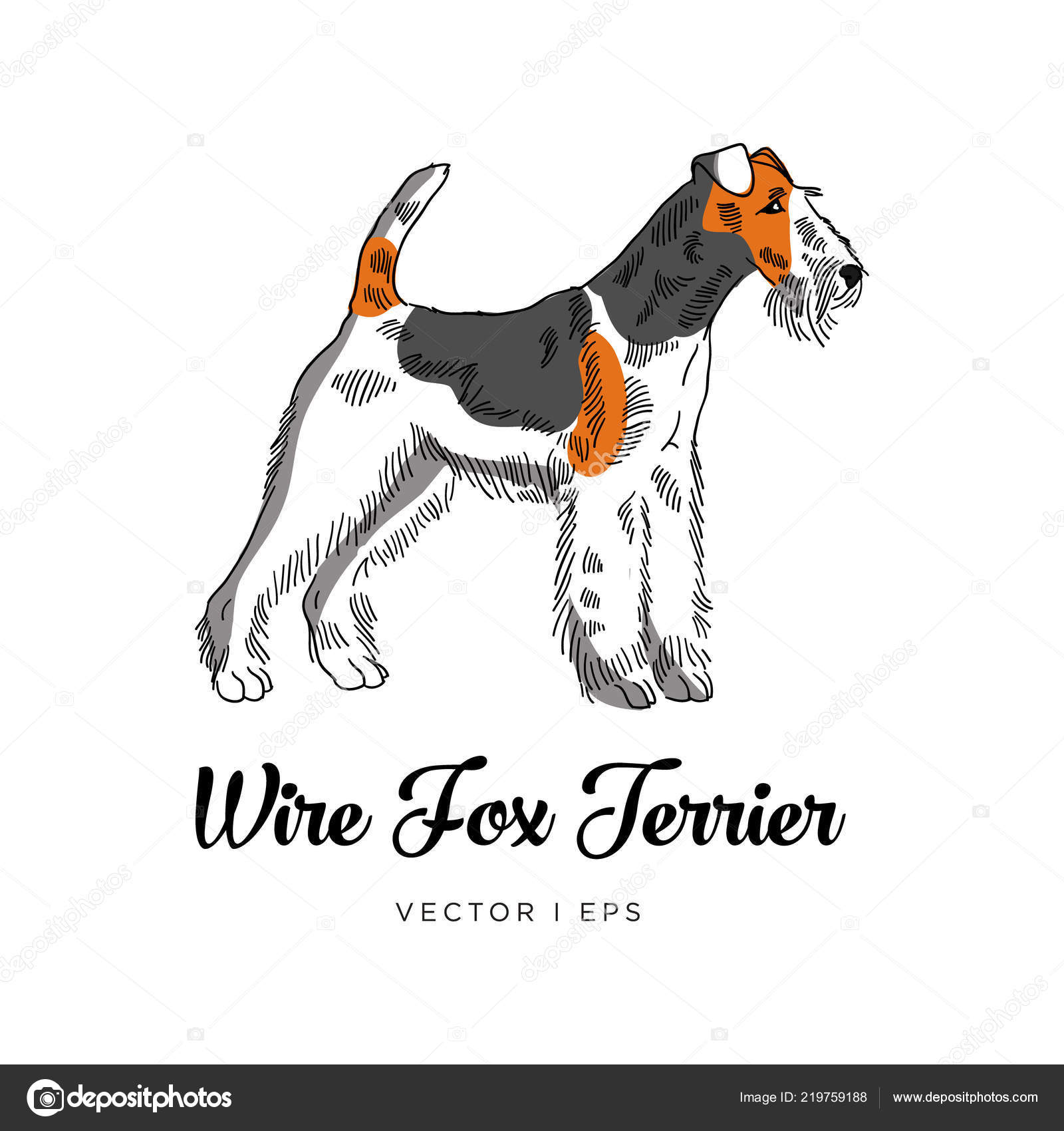 white wire fox terrier