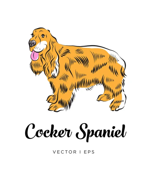 Bewerkbare Kleurrijke Vectorillustratie Van Een Cocker Spaniel Hond Permanent Geïsoleerd — Stockvector