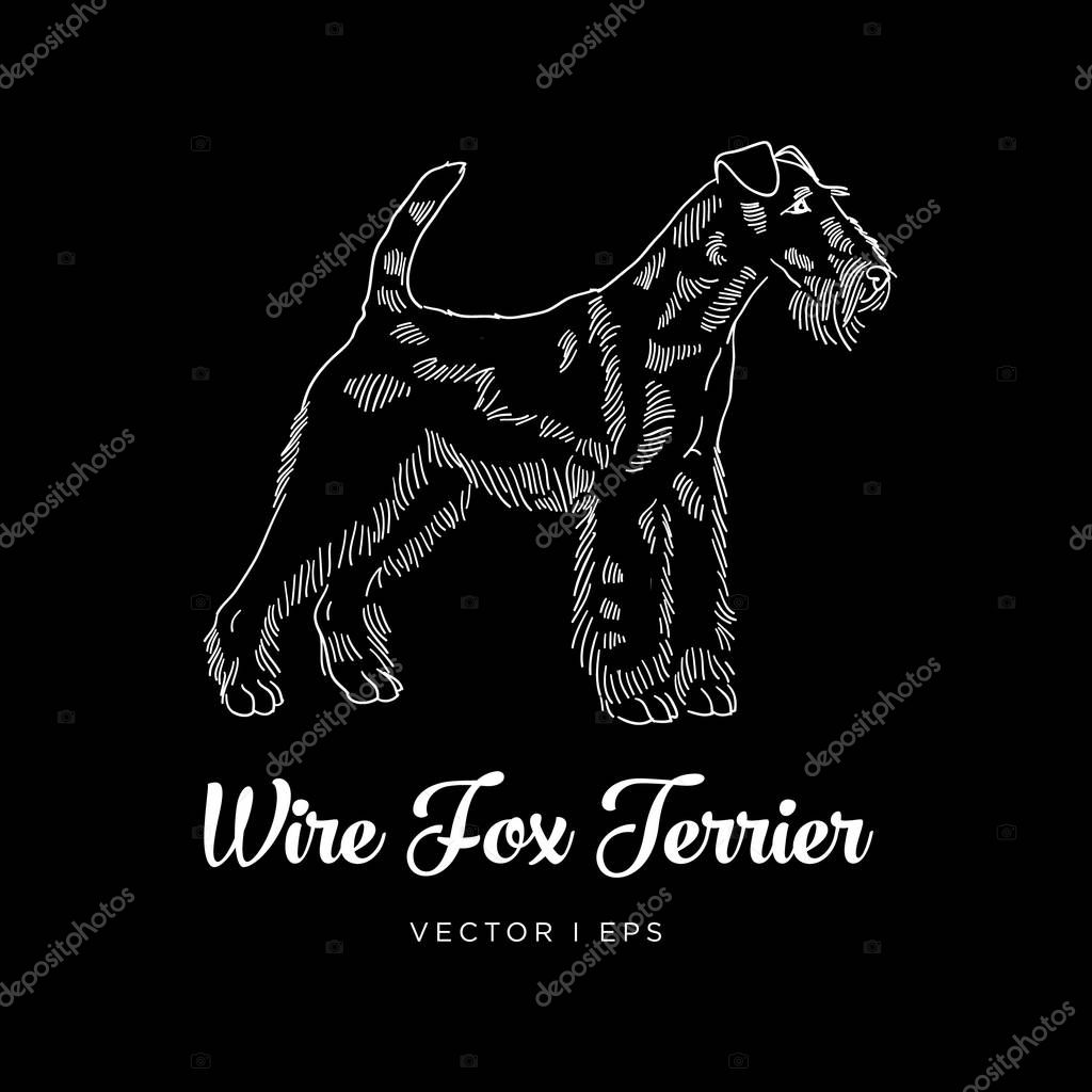 Vector editable illustration depicting a Wire Fox Terrier dog. Silhouette inverted on a black background.