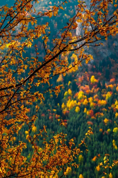 Kolorowa Jesień Sezon Tło Jesień Las Tło Gałęzi Drzewa Żółtym — Zdjęcie stockowe