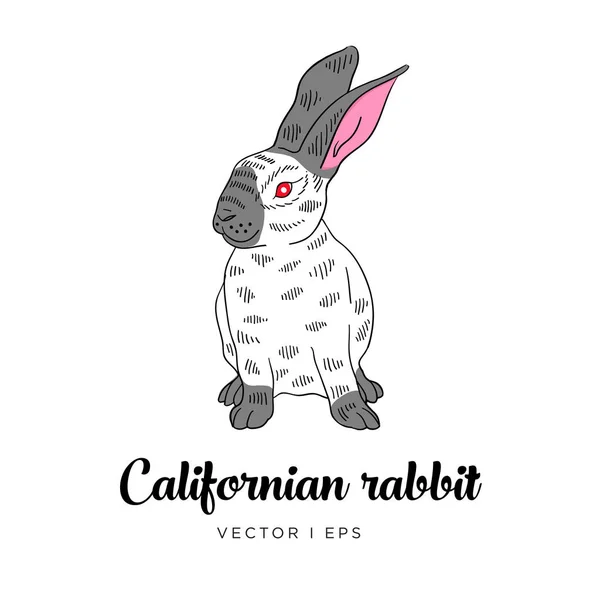 Imagen Colorida Editable Vectorial Que Representa Lindo Conejo Californiano Sobre — Archivo Imágenes Vectoriales