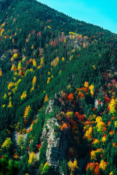 Πράσινα Κίτρινα Και Κόκκινα Δέντρα Πάνω Ένα Λόφο Πολύχρωμο Πτώση — Φωτογραφία Αρχείου
