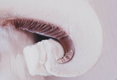 Bir champignon mantar detaylı dilim, makro görünümü. Mantar güzellik arka plan.