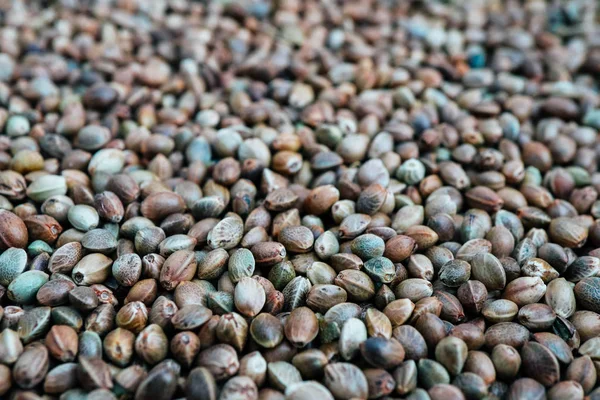 Esrar Tohumları arka plan. Esrar tahıl, bitkisel tedavi ürün makro görünümü.
