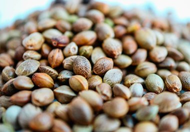 Esrar Tohumları arka plan. Esrar tahıl, bitkisel tedavi ürün makro görünümü.