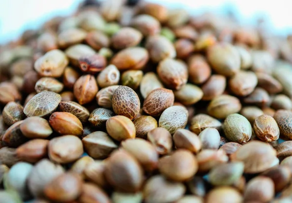 Esrar Tohumları arka plan. Esrar tahıl, bitkisel tedavi ürün makro görünümü.