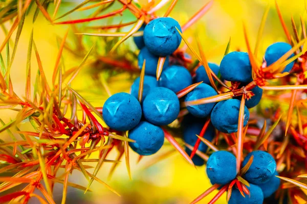 Ein Wacholderzweig Mit Blauen Beeren Herbst Wacholderfrucht Aus Nächster Nähe — Stockfoto