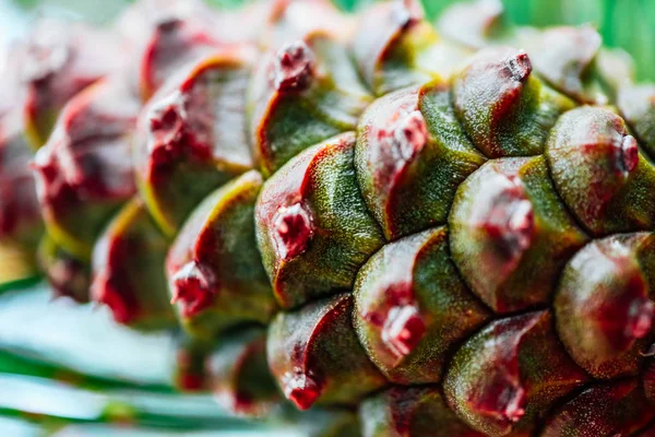 Colorful pine cone on the evergreen pine, macro view. Fir-tree, conifer, pine background.