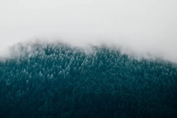 Lindas Montanhas Místicas Nebulosas Nuvens Nevoeiro Floresta Mística Pinheiros Pinhal — Fotografia de Stock