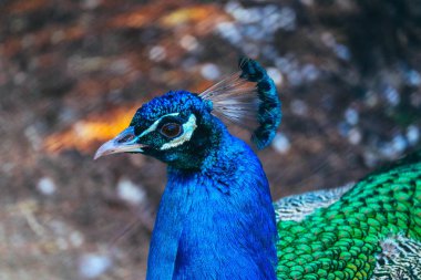 Renkli tavus kuşu portre. Güzel tavus kuşu tüyleri tüy zerafet.