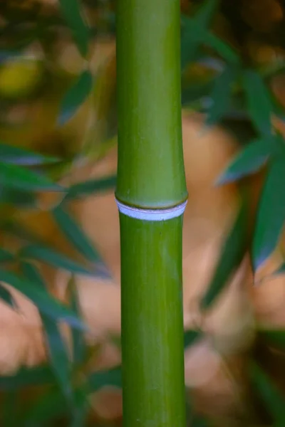 Belos Ramos Floresta Verde Bambu Natureza Asiática Selva Japonesa Caules — Fotografia de Stock
