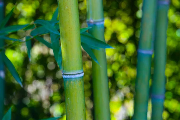 Güzel Bambu Yeşil Orman Dalları Asya Doğa Japon Orman Bambu — Stok fotoğraf