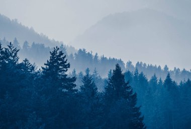 Sisli sonbahar orman Vadisi, mistik Vadisi arka plan. Çam tre