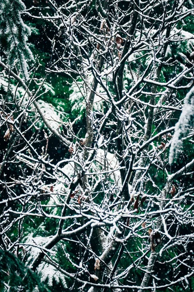 Winter forest, a trees brunches covered with snow. Dark woods ba — Stock Photo, Image