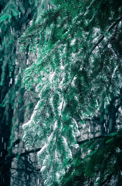Brunches de pinheiros verdes cobertos de neve, inverno natural — Fotografia de Stock