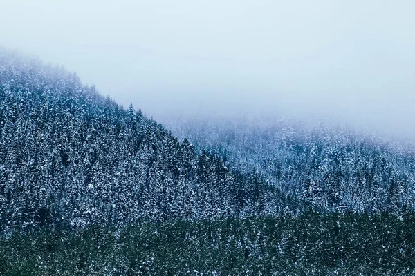 Piękne góry mystic mglisty. Reflektory przeciwmgielne chmury drzewo sosny mój — Zdjęcie stockowe