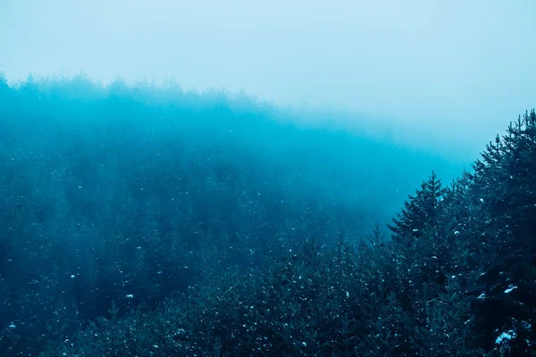 Piękne góry mystic mglisty. Reflektory przeciwmgielne chmury drzewo sosny mój — Zdjęcie stockowe