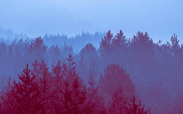 Dimmigt hösten skogen dalen, mystiska dalen bakgrund. Pine tre — Stockfoto