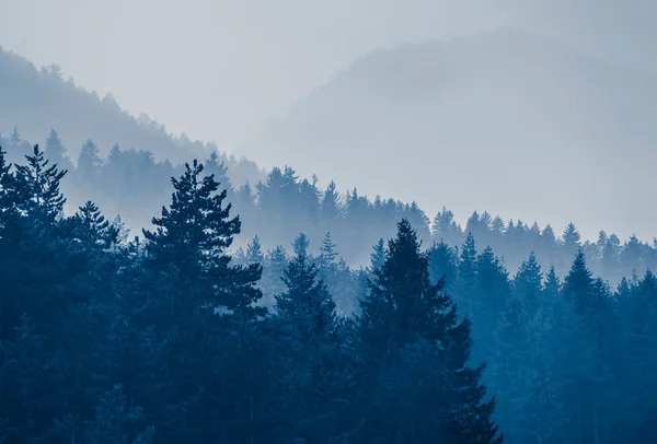 Foggy vallée de la forêt d'automne, fond de vallée mystique. Pin tre — Photo