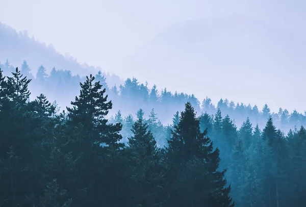 Dimmigt hösten skogen dalen, mystiska dalen bakgrund. Pine tre — Stockfoto