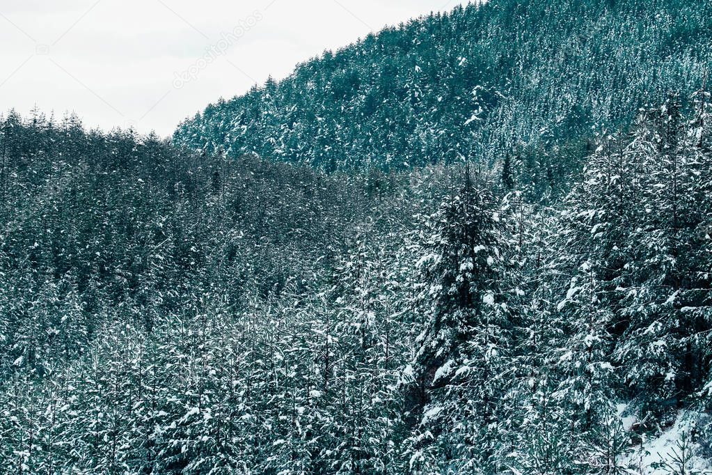 Beautiful foggy mystic mountains. Fog clouds at the pine tree my