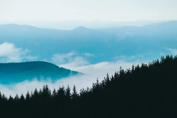 Ομιχλώδης Μυστηριακή Ορεινοι Σύννεφα Ομίχλης Πεύκο Δέντρο Μυστικιστική Ξύλα Φθινόπωρο — Φωτογραφία Αρχείου