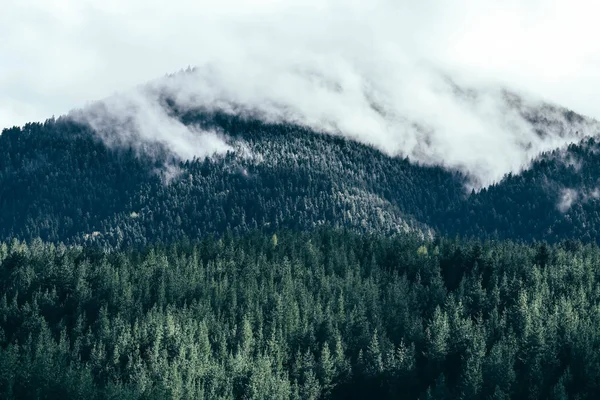 Belles Montagnes Mystiques Brumeuses Nuages Brouillard Dans Les Bois Mystiques — Photo