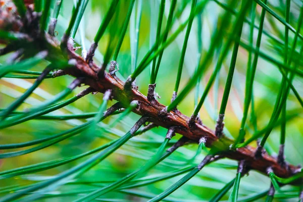 Eine Helle Immergrüne Kiefer Drei Zweige Nadeln Makro Ansicht Abstrakte — Stockfoto