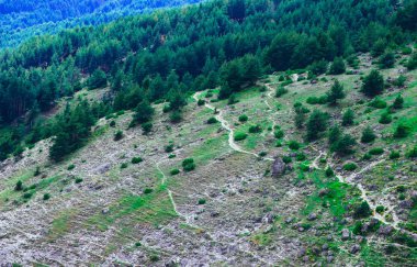 Dağ çam ormanları ve kayalar arasında yol yol hiking. Avrupa alp dağ manzarası, iz hiking amazing ormanda yol açar.