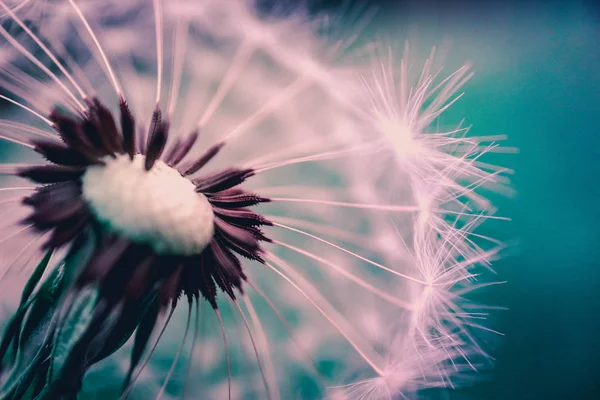 Bela Vista Macro Dente Leão Sementes Cores Violeta Azul — Fotografia de Stock