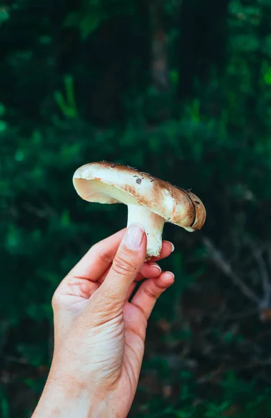 Fresh brown cap edible russula mushroom in the hand, forest background. Brittle gill mushroom hold in a hand, closeup, fungi picking up concept.