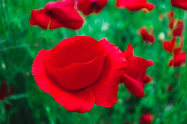 美しいカラフルな赤いケシの花の牧草地 野生のケシのブッシュをクローズ アップ — ストック写真