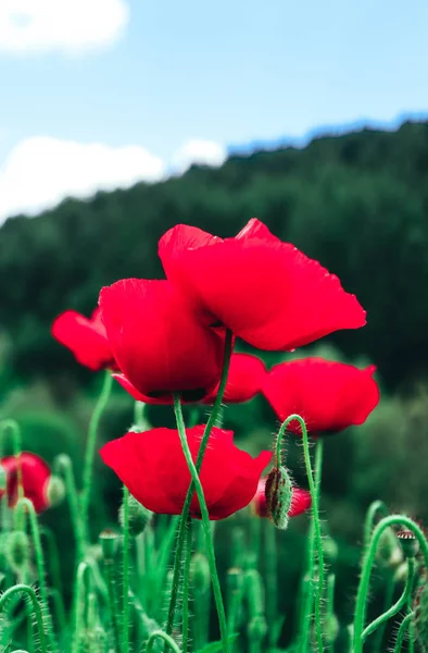 美しいカラフルな赤いケシの花の牧草地 野生のケシのブッシュをクローズ アップ — ストック写真