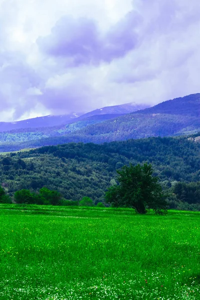 Güzel renkli şaşırtıcı tepeler ve alanları bir vadide, Fransız provence cennet manzara, yaz.