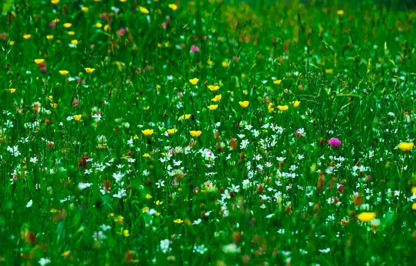 Eine Alpine Wildblume Auf Einem Feld Natürliche Ländliche Sommer Hintergrund — Stockfoto