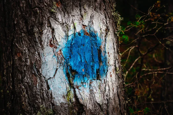 Marque Piste Bleue Blanche Sur Tronc Pin Chemin Forestier Sentier — Photo