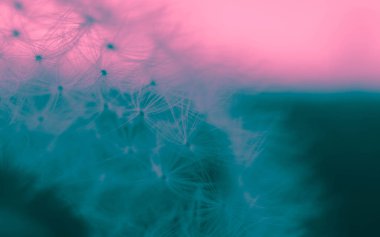 Güzel soyut karahindiba makro görünümü, tohum