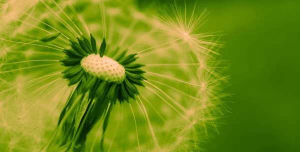 Bella Vista Macro Dente Leone Semi — Foto Stock