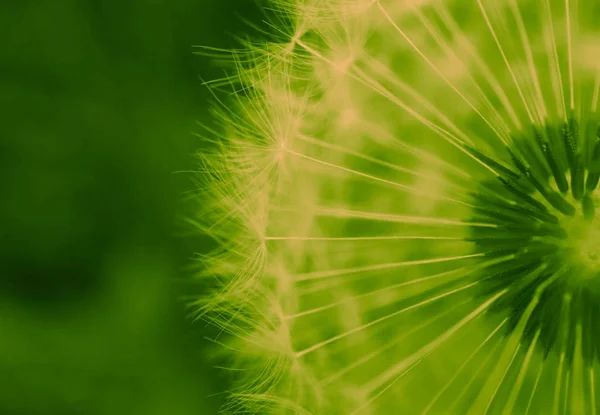 Beautiful Dandelion Macro View Seeds — Stock Photo, Image