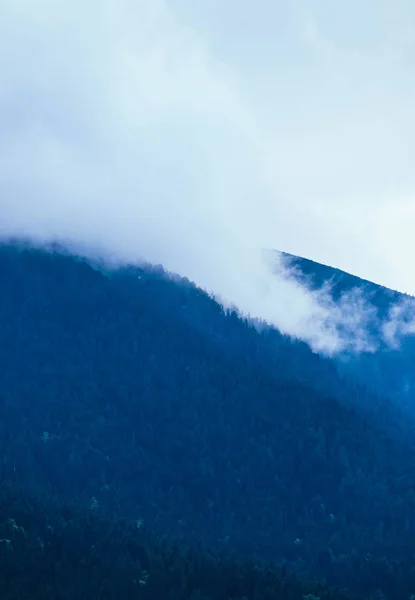 beautiful foggy mystic mountains. Fog clouds at the pine tree mystical woods, morning. Europe, mysterious alpine landscape.