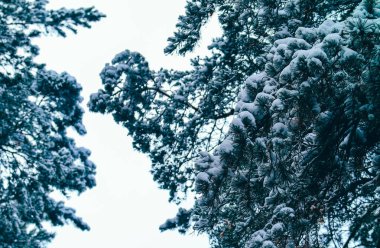 Kış çam ormanı brançlardan karda, doğal zemin. Arka plan Woods, kar ile kaplı çam ağaçları kış.