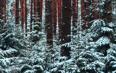 Kış çam ormanı brançlardan karda, doğal zemin. Arka plan Woods, kar ile kaplı çam ağaçları kış.