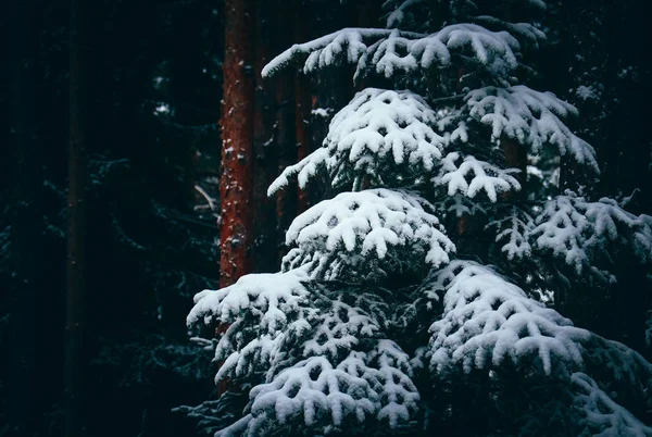 Zimowe Sosnowego Lasu Brunche Śniegu Naturalne Tło Woods Jodły Pokryte — Zdjęcie stockowe