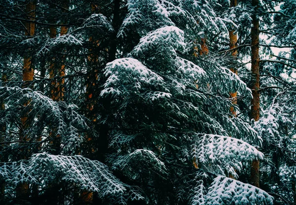 Zimowe Sosnowego Lasu Brunche Śniegu Naturalne Tło Woods Jodły Pokryte — Zdjęcie stockowe