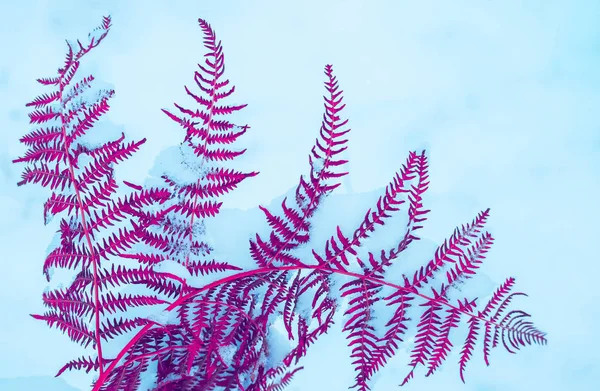 美丽的冰冻五颜六色明亮的紫罗兰色蕨类植物叶在雪中 紫色蕨类植物叶 冬天关闭 宏观视图 — 图库照片