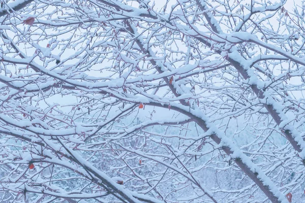 Winter Forest Brunches Snow Natural Backdrop Woods Trees Covered Snow — Stock Photo, Image