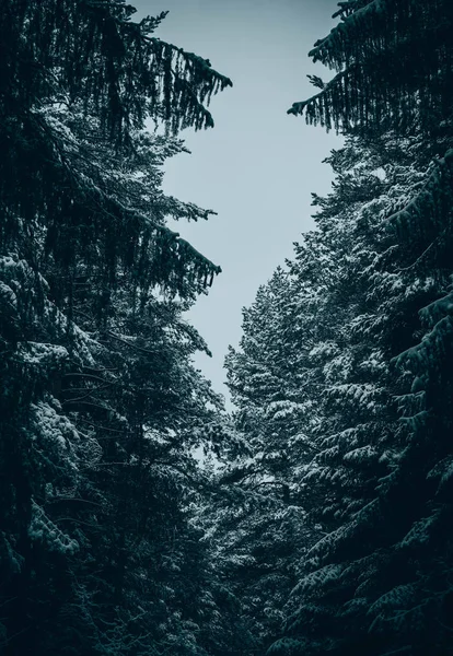 Zimowe Sosnowego Lasu Brunche Śniegu Naturalne Tło Woods Jodły Pokryte — Zdjęcie stockowe