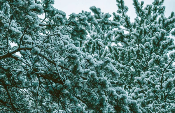 Kış Çam Ormanı Brançlardan Karda Doğal Zemin Arka Plan Woods — Stok fotoğraf