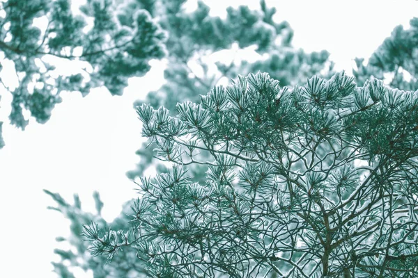 Zimowe Sosnowego Lasu Brunche Śniegu Naturalne Tło Woods Jodły Pokryte — Zdjęcie stockowe